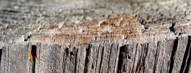 jaarringen bij bomen